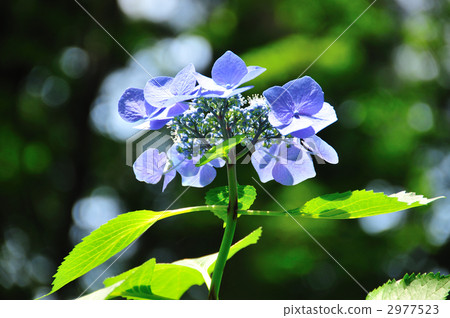  Gaku hydrangea 2977523
