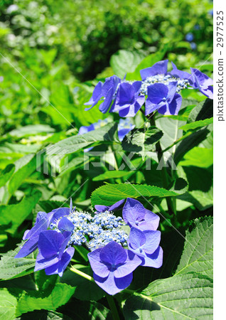 繡球花 2977525