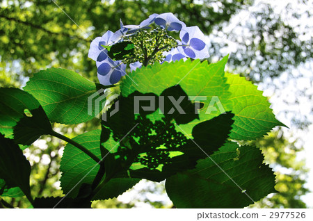 Hydrangea's shadow 2977526