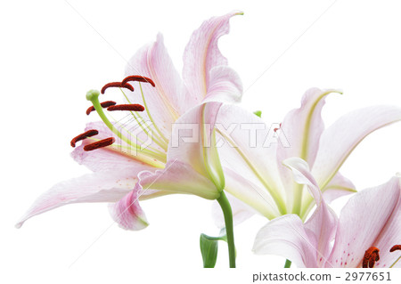 Lily of pink color 2977651