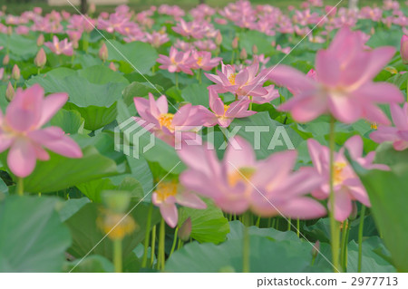 古蓮花 綠葉 嫩葉 2977713