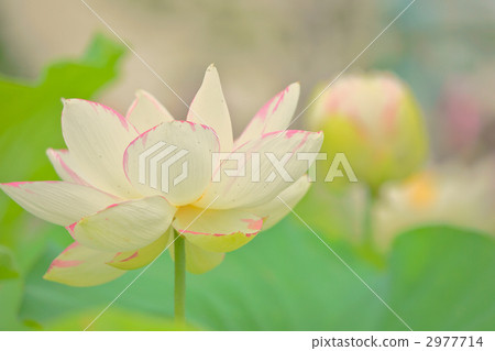 古蓮花 綠葉 關東 2977714