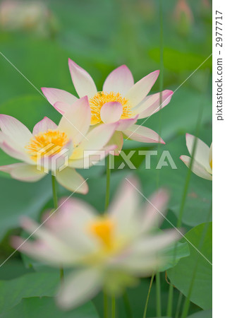 cream color, ancient lotus, saitama 2977717