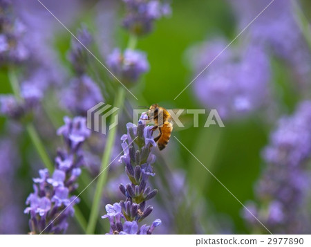 Bee and Lavender Bee and Lavender 2977890