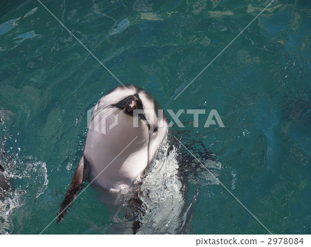竹海豚 2978084