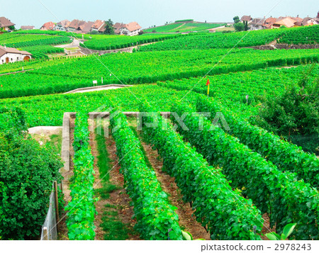 瑞士，Lavao區03 2978243