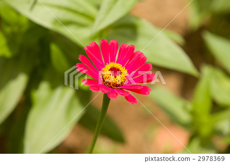 百日草 2978369