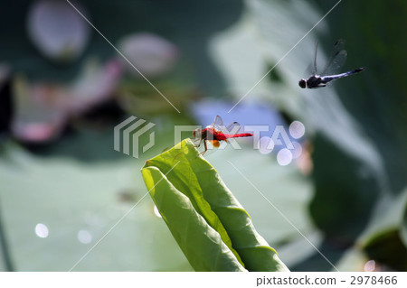Dragonfly  2978466