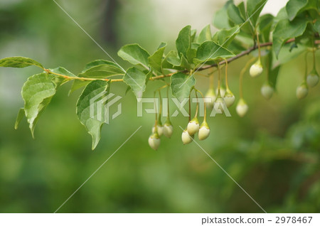 Egonoki aka Akira Ferries 2978467