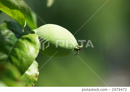 卡琳的年輕果實 2978472