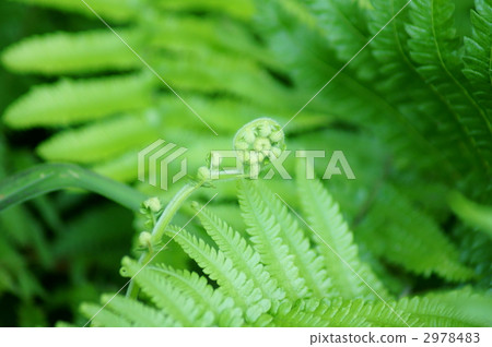 Soft tea teeth look very soft. 2978483