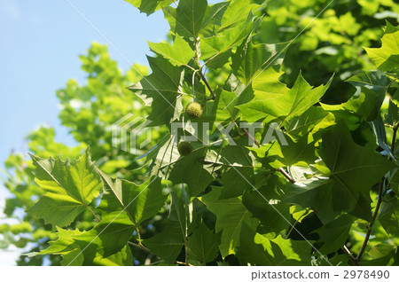 Suzuku no Tane Suzuku no Tane 2978490