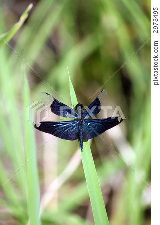 Butterfly Butterfly 2978495