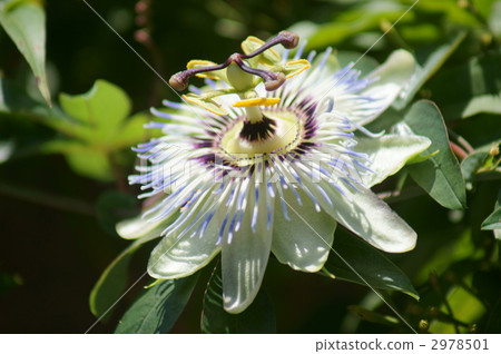 Watch grass flower language is "holy love" Watch grass flower language is "holy love" 2978501