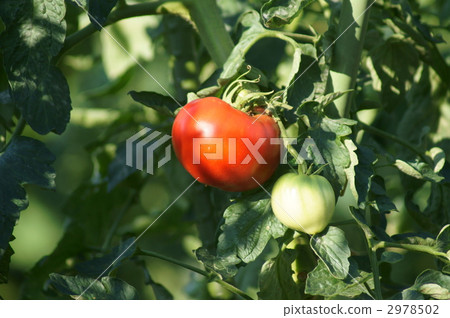The red fruit of tomato seems to be delicious. 2978502