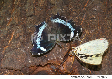 Ruritateha and Omurasaki 2978728