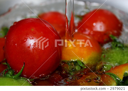 小西紅柿 迷你蕃茄 未熟 2979021