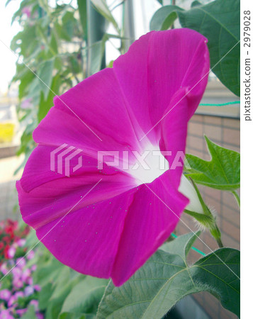 綠色的窗簾 綠色的窗簾 2979028