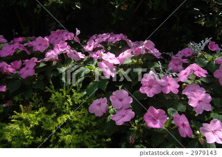 July Nichinishesou · Cyperaceae 10 2979143