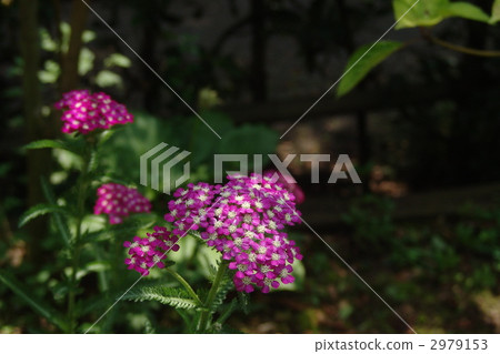 7月Sawcomer·Asteraceae 02 2979153