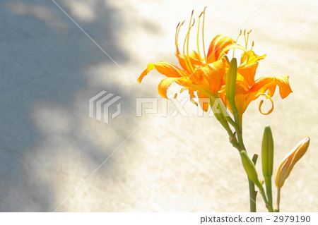 7月Yabukanzou·Lilyu 05 2979190