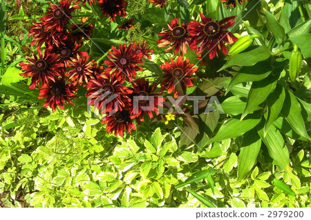 7月Rudbaekia·菊科13 2979200