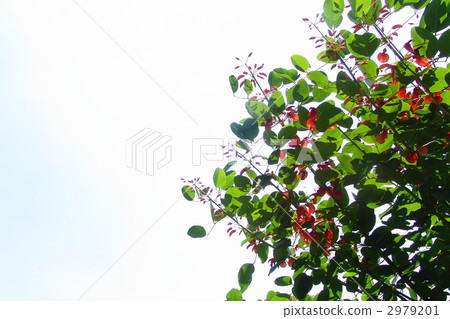 7月熱帶植物美國Dego /豆類04 2979201