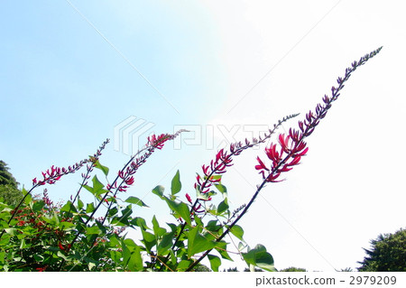 June Tropical Plant Coral Sand Tuna (Warbirdergo) · Legume 06 2979209