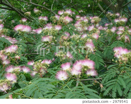 合歡樹 粉色鮮花 夏花 2979541