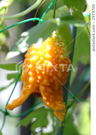 Where ripe goya has bursted (vertical) Where ripe goya has bursted (vertical) 2979700