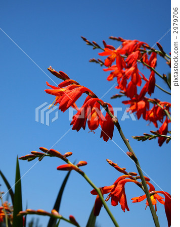 Himehigi ginsen Himehigi ginsen 2979706