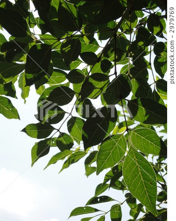 Cimatonellico vein 2979769