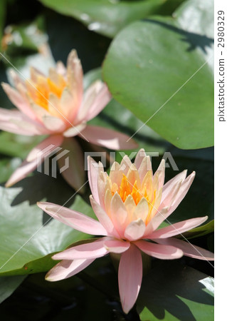 睡蓮 2980329