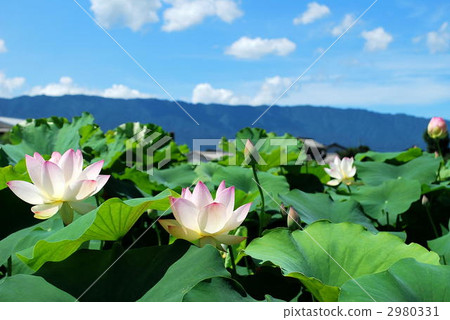 蓮花 淺粉色 山脈 2980331