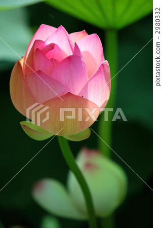 lotus flower, bud, lotus 2980332
