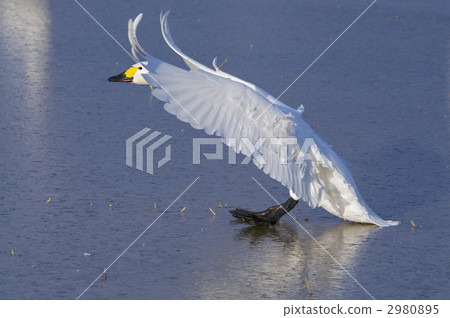 Sweet potato that suddenly brakes with icing 2980895