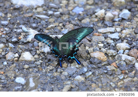 ageha butterfly, chinese peacock, butterfly 2980896