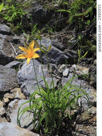 Day Lily, bloom, blossom 2980955