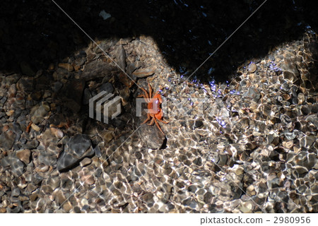 Sawa crab of the clear stream 2980956