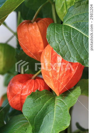 Hozuki的紅色果子（花萼） 2981204