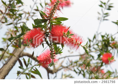 Brush tree Brush tree 2981798