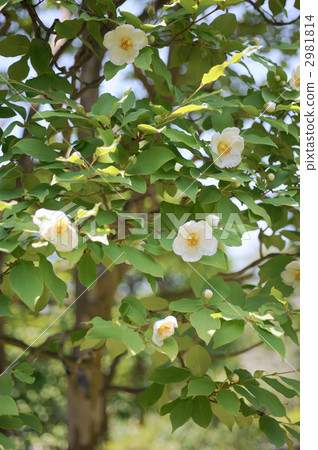 Saruwa Saruwa 2981814