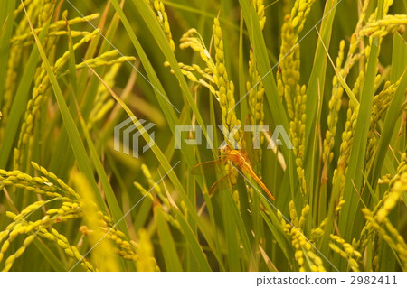 Rice ear and red dragonfly 2 2982411