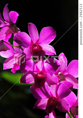 Beautifully blooming in disguise Beautifully blooming in disguise 2982513