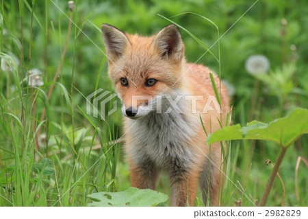兒童狐狸往下看 兒童狐狸往下看 2982829