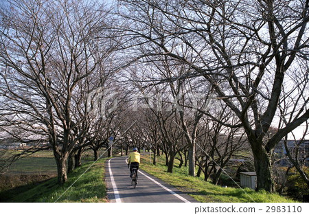 Arakawa bike path in late autumn Arakawa bike path in late autumn 2983110