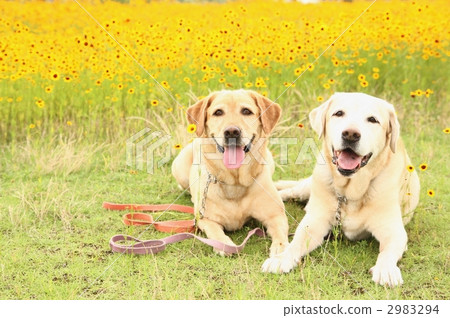 狗和花園3 狗和花園3 2983294