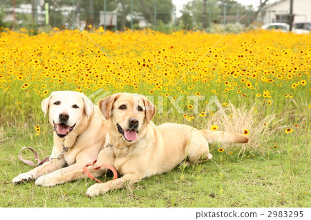 狗和花園4 2983295