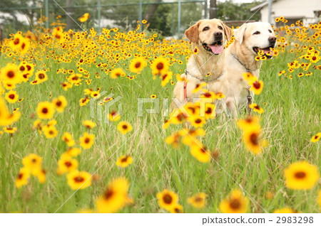 Dog and flower garden 7 2983298