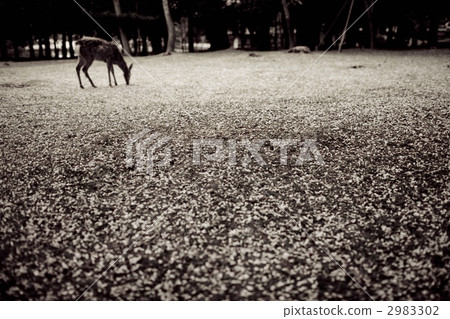 山櫻花 寒緋櫻 櫻花 2983302